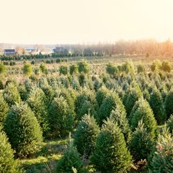 Misty Run Tree Farm - The Field