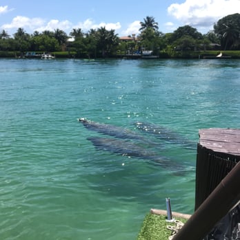 PonTiki Boat Cruises - Manatees! - Boat Charters Near Me - Jupiter, Florida PonTiki Boat Cruises - Manatees! - Boat Charters Near Me - Jupiter, Florida
