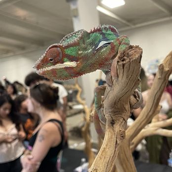 Reptile Realms - Chameleon - Festivals Near Me - San Jose, California