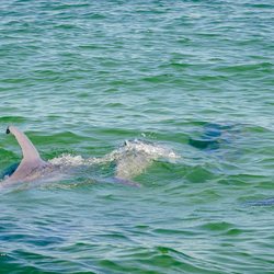 Liberty Boat Rentals - Dolphins are frequently found on our charterers.