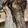 Photo of Cottonwood Madonna or Virgin of the Tree