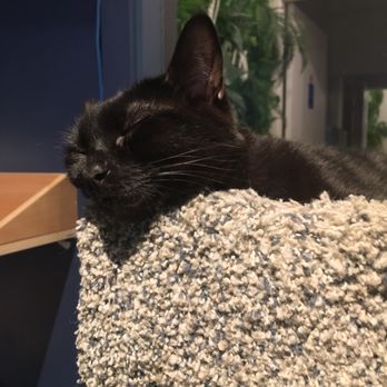 Catoro Cafe - Mr. Midnight - Pet Adoption Near Me - Vancouver, British Columbia Catoro Cafe - Mr. Midnight - Pet Adoption Near Me - Vancouver, British Columbia