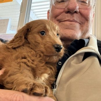California Goldendoodle - Just handed to me! - Pet Breeders Near Me