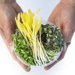 GourmetnGreens