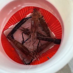 Ebi Ebi Shrimp Fishing - Our catch for the hour!