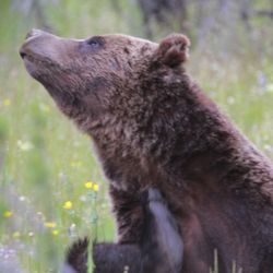 Yellowstone Tours From Jackson Hole