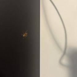 Pasadena Rose & Crown Hotel - Small Roach
