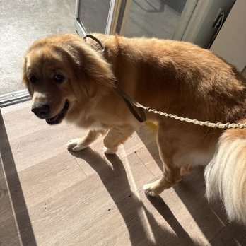 LeDog Barber - Nolan after bath and grooming - Pet Groomers Near Me - San Diego, California