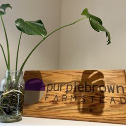 Purplebrown Farm Store - Love the plants