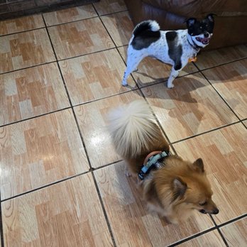 Universal Dog Care Orlando - Dog Walkers Near Me - Orlando, Florida