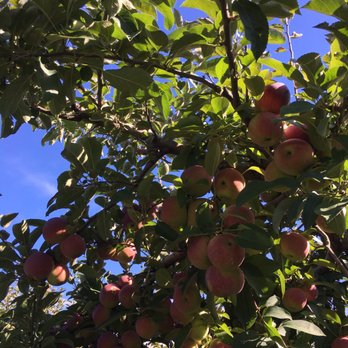 Blake's Orchard & Cider Mill - Apple Orchard - Fruits & Veggies Near Me - Armada, Michigan