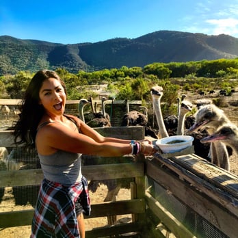 Ostrichland USA - Attraction Farms Near Me - Solvang, California Ostrichland USA - Attraction Farms Near Me - Solvang, California