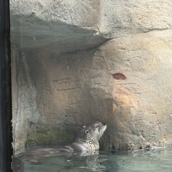 Tennessee Aquarium - Aquariums Near Me - Chattanooga, Tennessee Tennessee Aquarium - Aquariums Near Me - Chattanooga, Tennessee