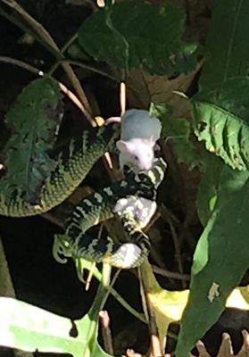 Penang Snake Temple by null