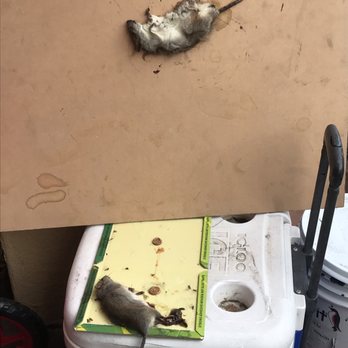 Rodents Stop - Dead Rats That Rodents Stop Did A Crappy Job - Pest Control Near Me - Van Nuys, California Rodents Stop - Dead Rats That Rodents Stop Did A Crappy Job - Pest Control Near Me - Van Nuys, California