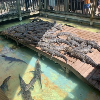 Gatorland - Zoos Near Me - Orlando, Florida Gatorland - Zoos Near Me - Orlando, Florida