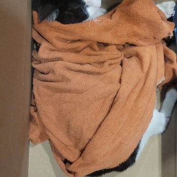 VEG ER for Pets - We named him Mr.Breyer, like the Icecream company - Emergency Pet Hospital Near Me - Oak Brook, Illinois VEG ER for Pets - We named him Mr.Breyer, like the Icecream company - Emergency Pet Hospital Near Me - Oak Brook, Illinois