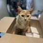 Photo of Southern Ocean Animal Hospital