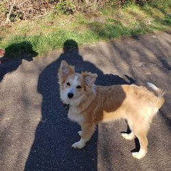 Zumwalt Dog Park - My Jojo