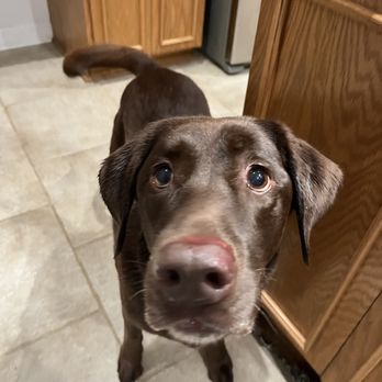 Pet Paradise Tallahassee - Sammy with bloody nose and wet body - Pet Training Near Me - Tallahassee, Florida Pet Paradise Tallahassee - Sammy with bloody nose and wet body - Pet Training Near Me - Tallahassee, Florida