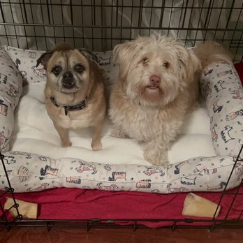 Petco - From shaggy dog - Pet Stores Near Me - San Diego, California