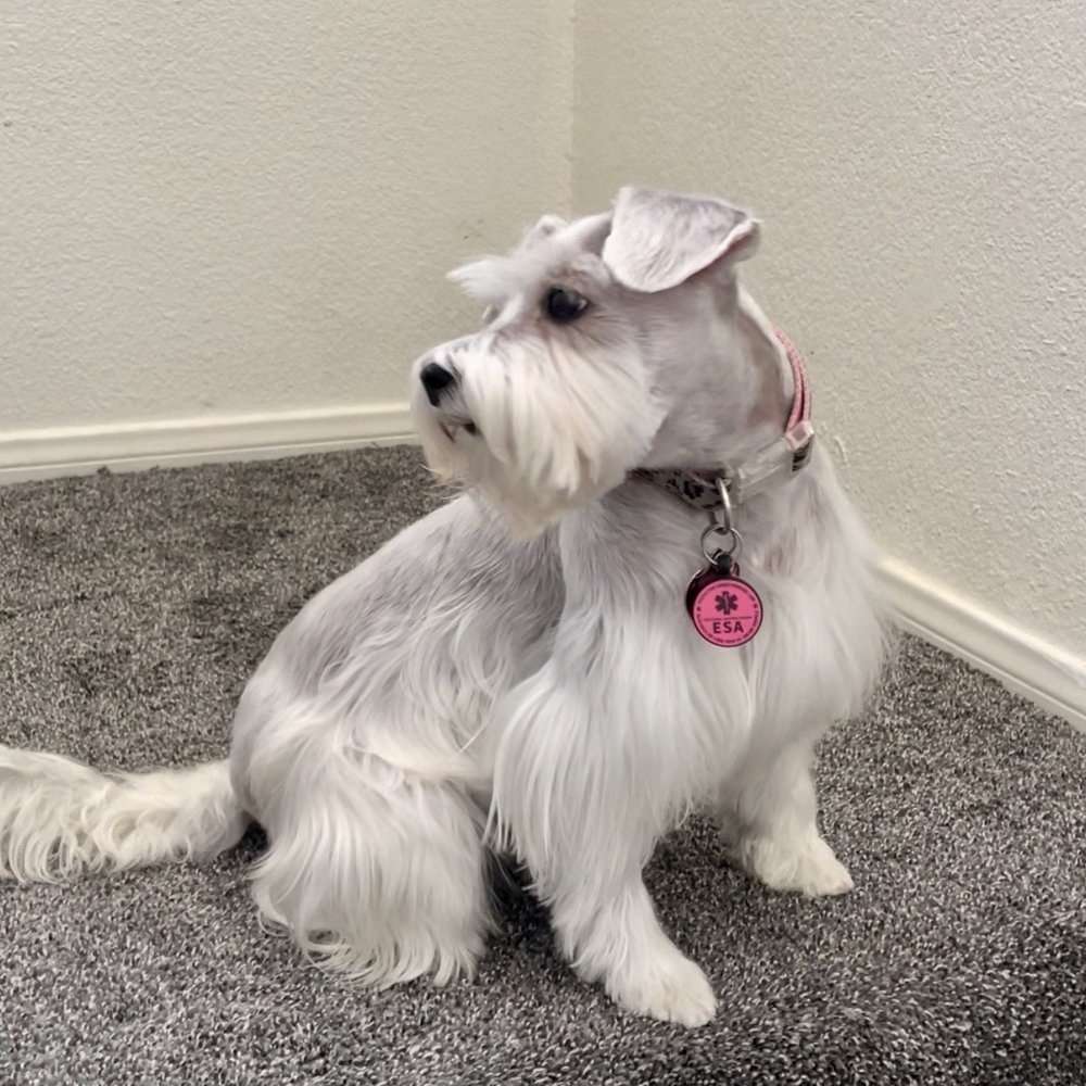 PetSmart - Elsa loves her mini schnauzer cuts! - Pet Stores Near Me - Henderson, Nevada PetSmart - Elsa loves her mini schnauzer cuts! - Pet Stores Near Me - Henderson, Nevada