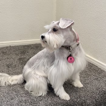 PetSmart - Elsa loves her mini schnauzer cuts! - Pet Stores Near Me - Henderson, Nevada