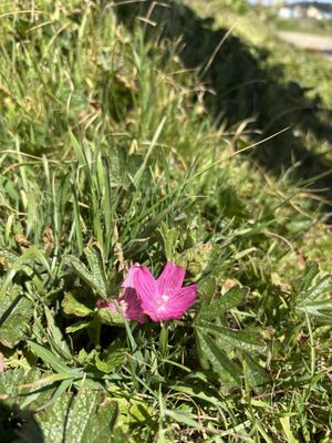 Mendocino Headlands State Park by null