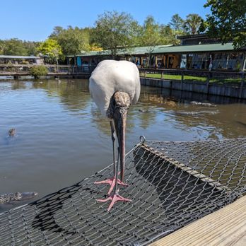 Gatorland - Zoos Near Me - Orlando, Florida Gatorland - Zoos Near Me - Orlando, Florida