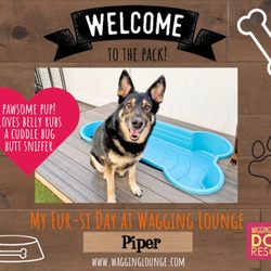 Bethesda Dogtopia Daycare Good Dog Daycare And Boarding On Sale