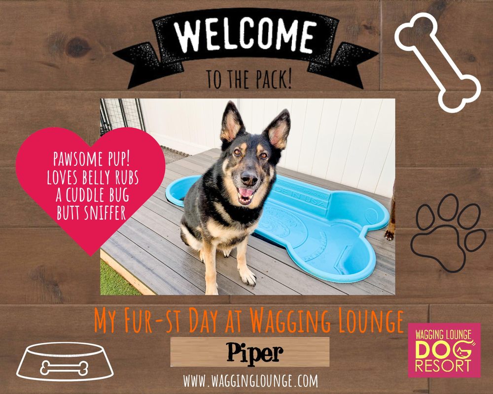 WAGGING LOUNGE DOG RESORT Updated September 2024 1795 Photos & 86