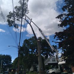 Jorge Tree Service - Tree removal