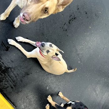 Downtown Dogs - Pet Boarding Near Me - Palo Alto, California