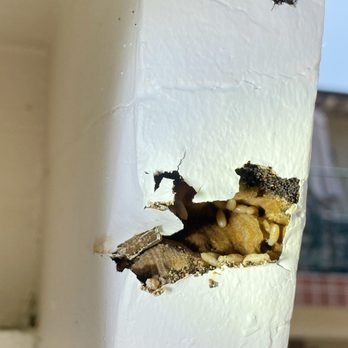 Termike Pest Control - Live Termites!
Call (714) 222-1326 - Pest Control Near Me - Fullerton, California Termike Pest Control - Live Termites!
Call (714) 222-1326 - Pest Control Near Me - Fullerton, California