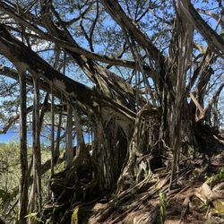 Ehukai Pillbox Hike