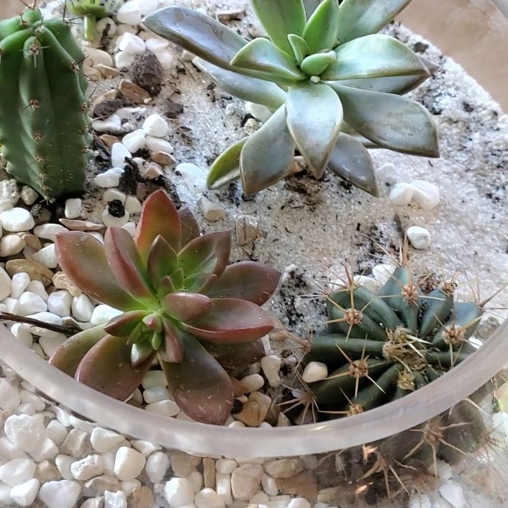 PlantHouse - Customize your own centerpiece - Nurseries & Gardening Near Me - Charlotte, North Carolina