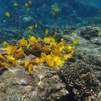 Bay Side Adventures - Tours Near Me - Honaunau, Hawaii Bay Side Adventures - Tours Near Me - Honaunau, Hawaii