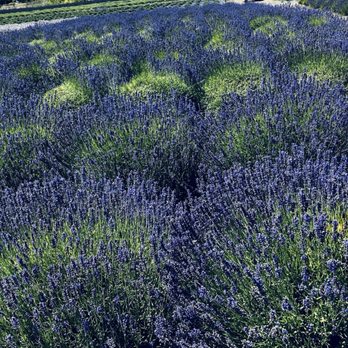 B & B Family Farm - Walking Tours Near Me - Sequim, Washington