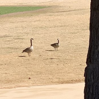 Sunset Park - Land geese - Dog Parks Near Me - Las Vegas, Nevada