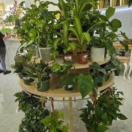 So many lovely plants