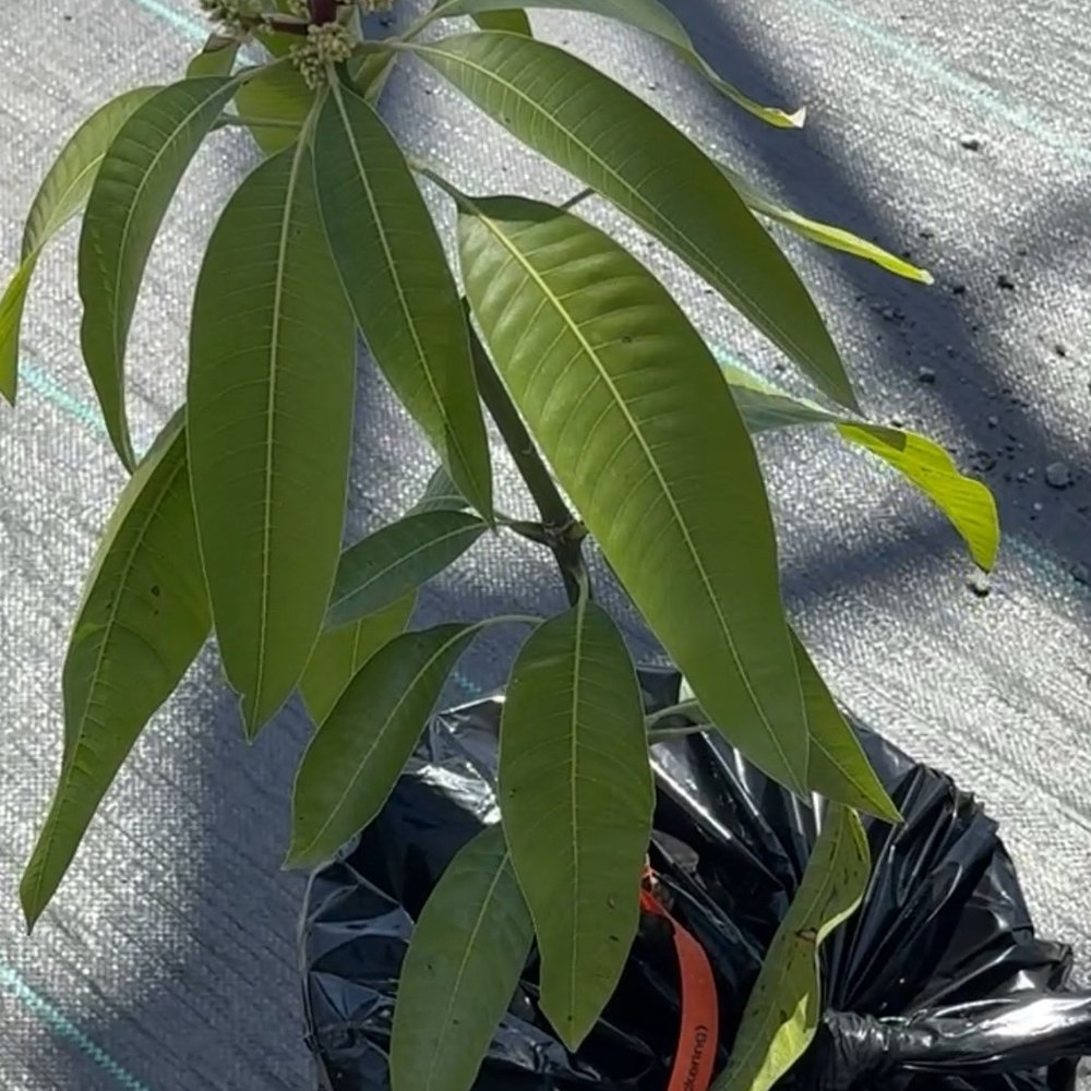 EKT Nursery - Pickering Dwarf Mango - Nurseries & Gardening Near Me - Lakewood, California EKT Nursery - Pickering Dwarf Mango - Nurseries & Gardening Near Me - Lakewood, California