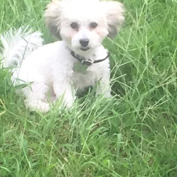 Bingle Vet Katy - Veterinarians Near Me - Katy, Texas