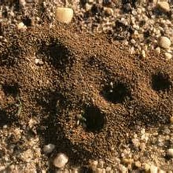 Arizona Pest Prevention - Ant mounds - Pest Control Near Me - Phoenix, Arizona Arizona Pest Prevention - Ant mounds - Pest Control Near Me - Phoenix, Arizona