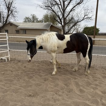 Armstrong Equine Services - Horseback Riding Near Me - La Mesa, New Mexico