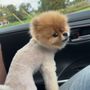 Photo of Posh Pooch Pet Salon & Boutique