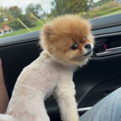Posh Pooch Pet Salon & Boutique - Horrible horrible just horrible