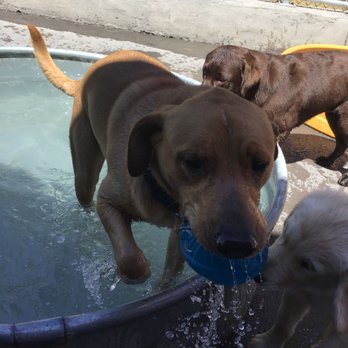 Central Pet Tucson - Pet Sitting Near Me - Tucson, Arizona