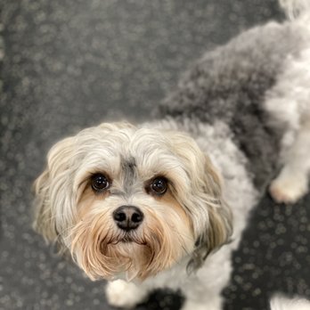Dogtopia - Boomer loves having sleepovers at Dogtopia - Pet Boarding Near Me - Lake Oswego, Oregon