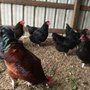 Photo of Furryornot Petcare