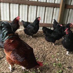Furryornot Petcare - Photo